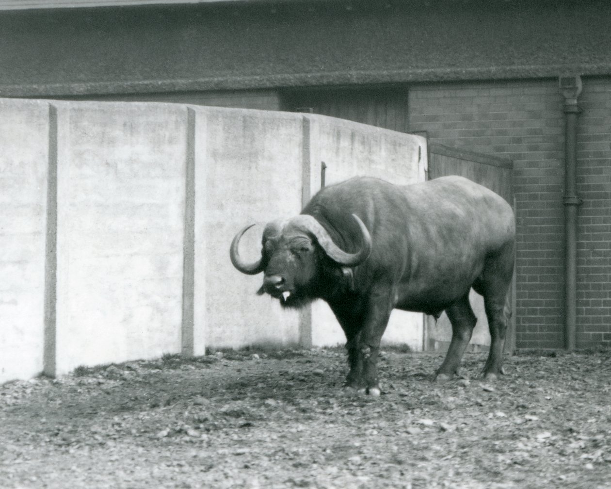Un buffle du Cap/de l