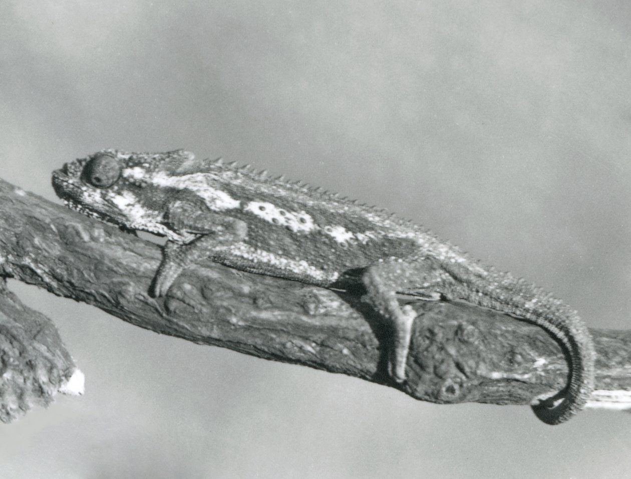 Un caméléon nain du Cap accroché à une branche, zoo de Londres, 1927 - Frederick William Bond