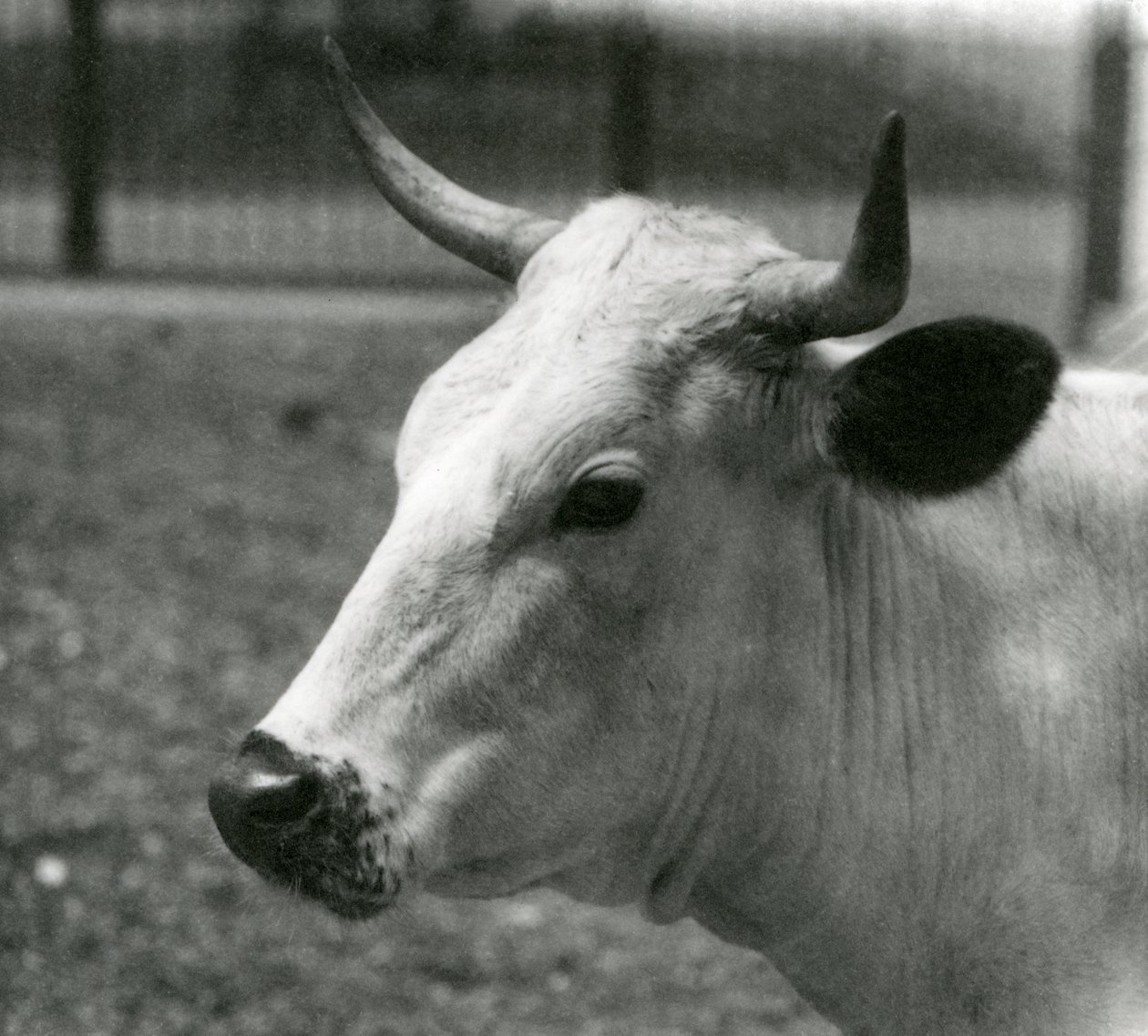 Une vache Chartley au Zoo de Londres, juillet 1924 - Frederick William Bond