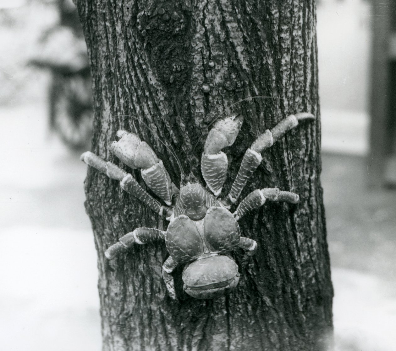 Un crabe de cocotier grimpant à un arbre, zoo de Londres, 1927 - Frederick William Bond