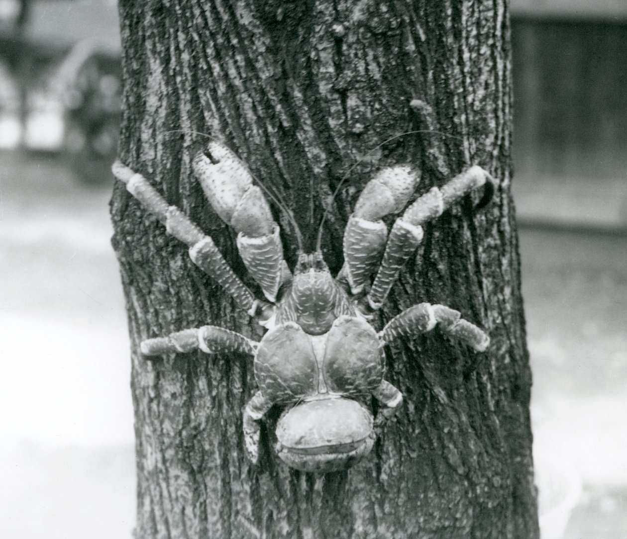 Un crabe de cocotier grimpant à un arbre, Zoo de Londres, juillet 1927 - Frederick William Bond