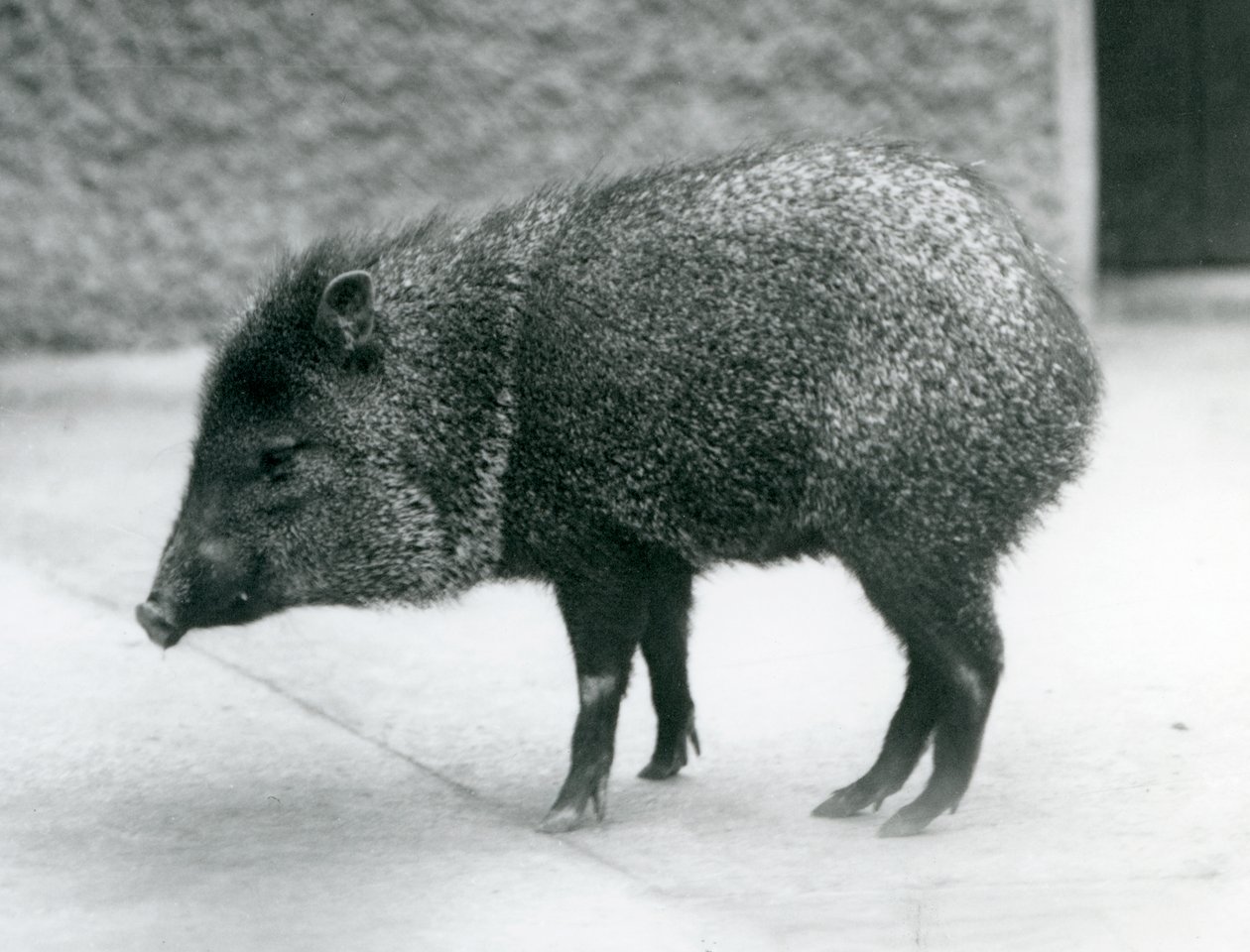 Un pécari à collier au zoo de Londres - Frederick William Bond