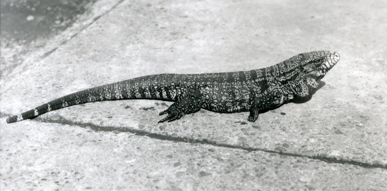Un Tegu ou Lézard Tigre au Zoo de Londres en août 1926 - Frederick William Bond