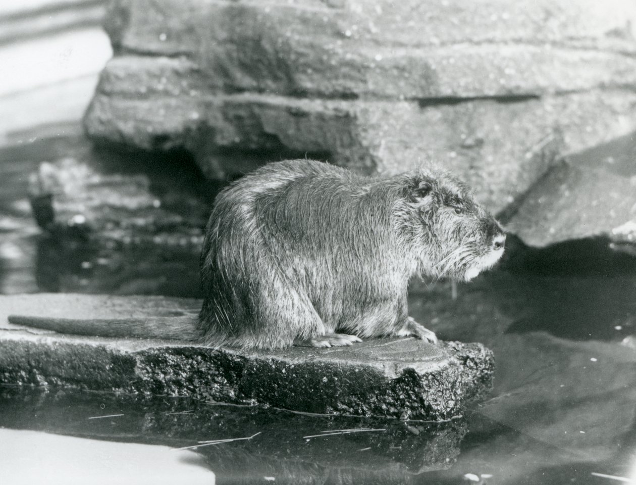 Un ragondin assis sur une corniche rocheuse dans une piscine de son enclos au Zoo de Londres, février 1928 (photo n/b) - Frederick William Bond