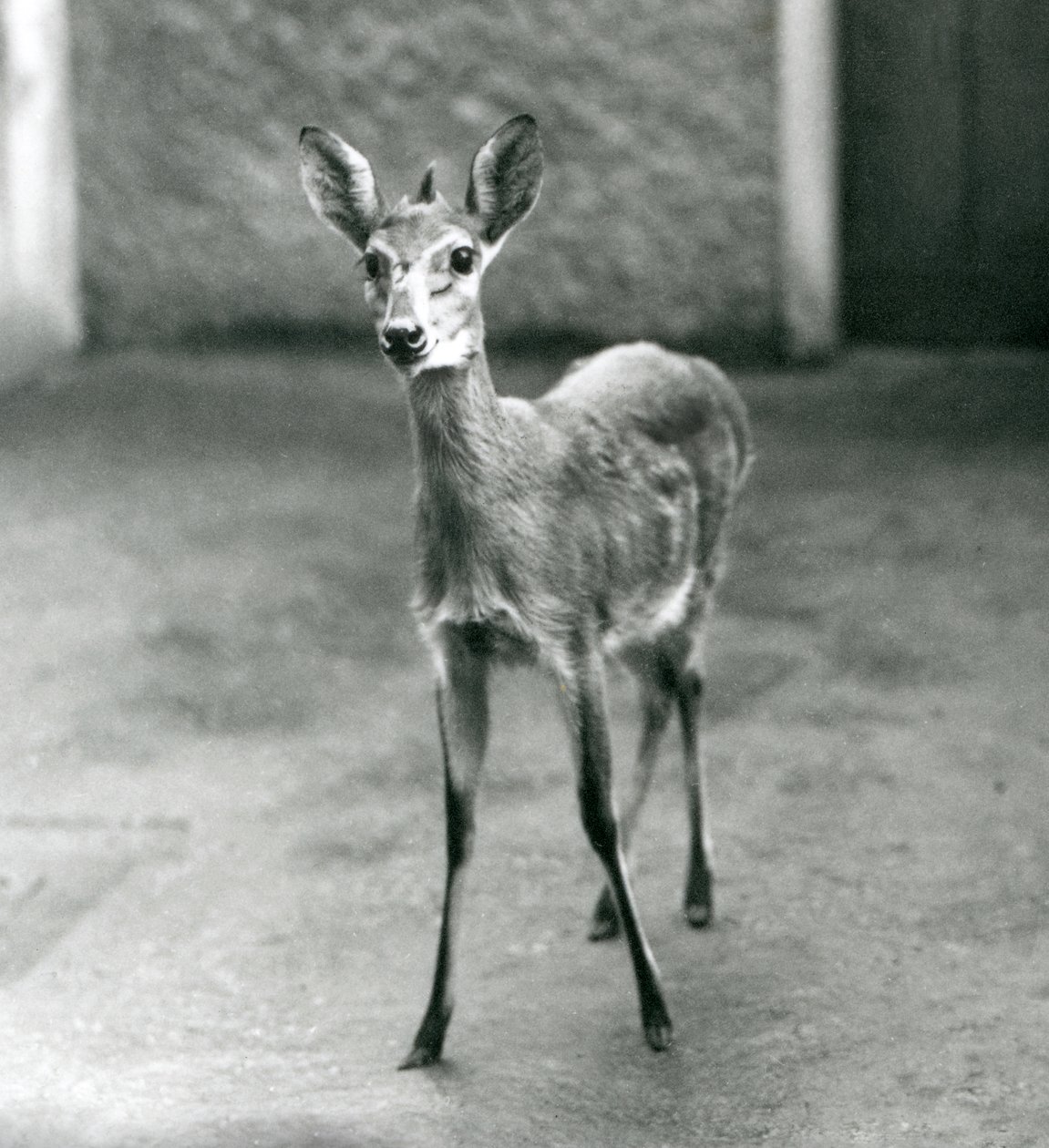 Un Céphalophe de Grimm couronné au zoo de Londres en août 1927 - Frederick William Bond