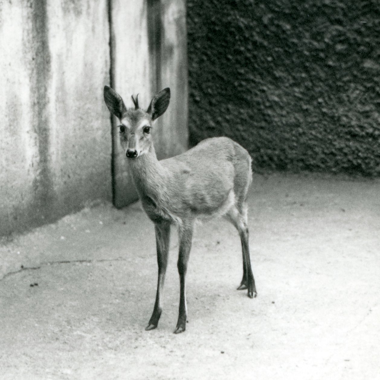 Un Duiker de brousse couronné d