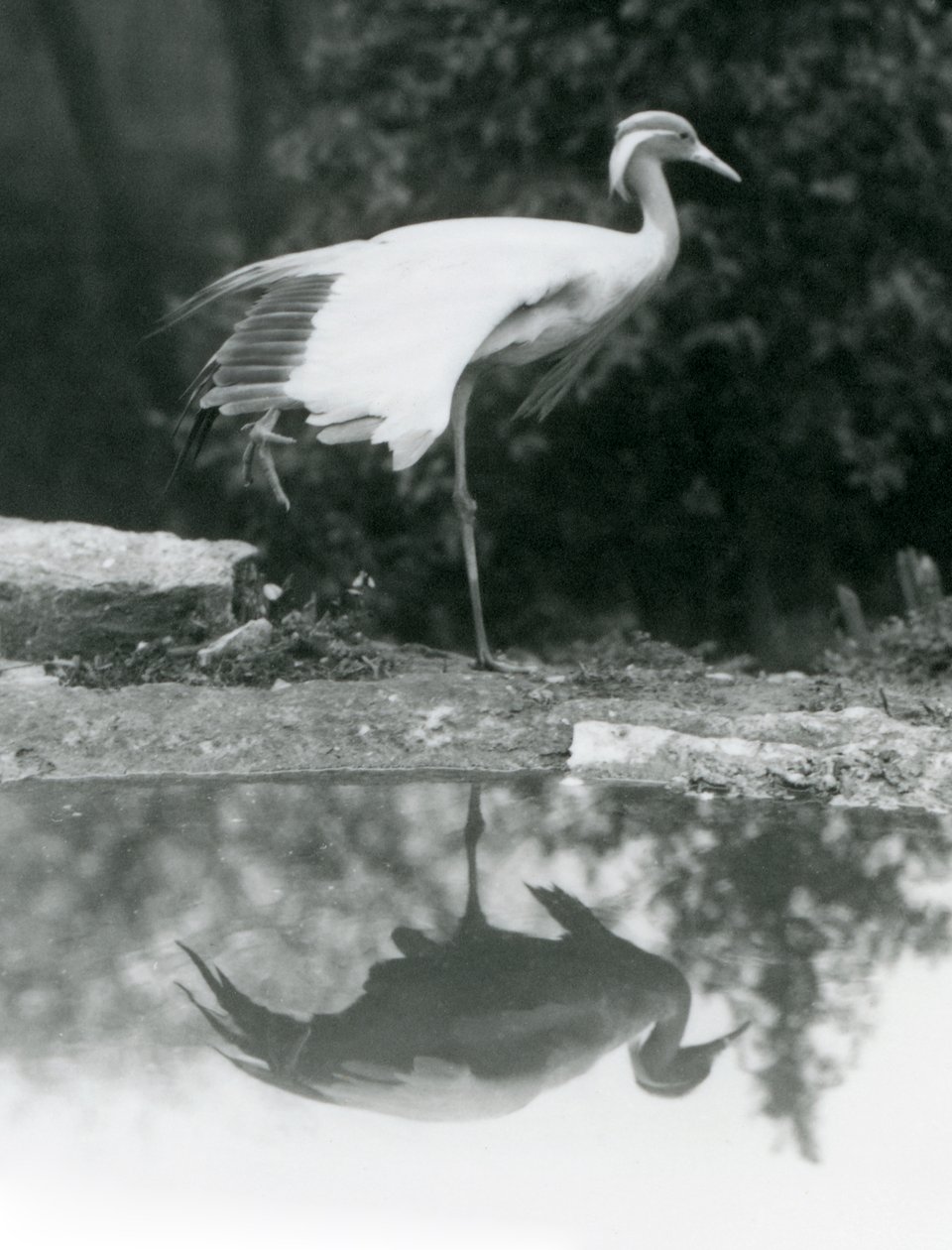 Une grue demoiselle debout, sur une patte, avec son reflet miroir dans le bassin en dessous, zoo de Londres - Frederick William Bond