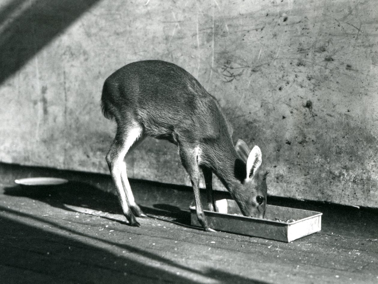 Un duiker se nourrissant d