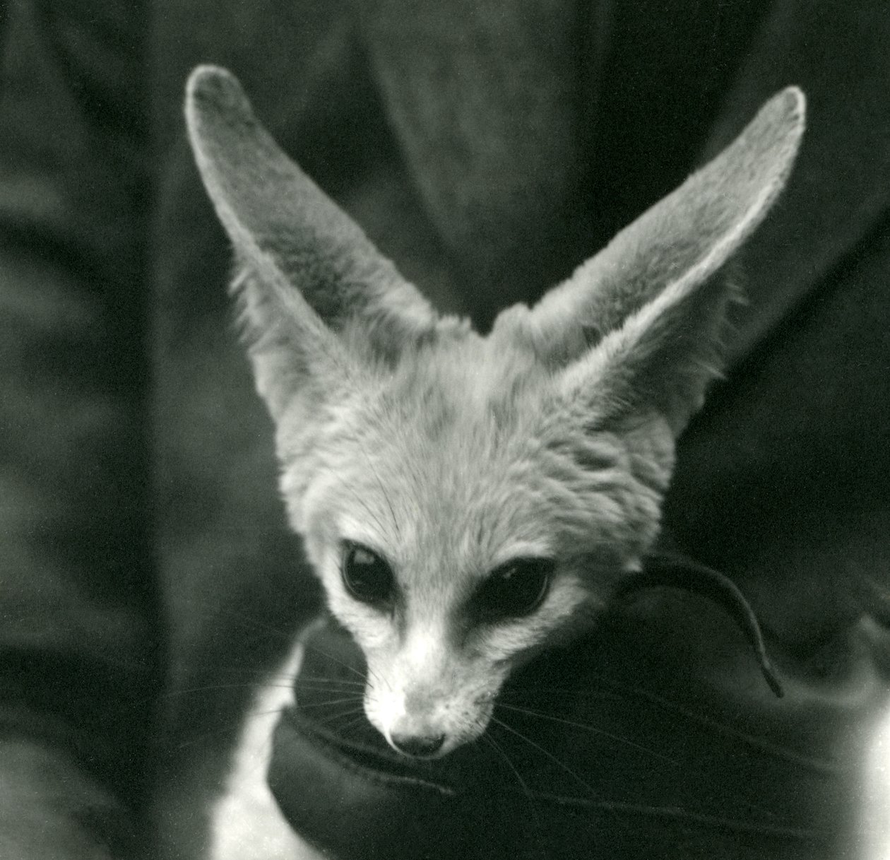 Un fennec tenu par le cou par un gardien ganté, 1924 - Frederick William Bond