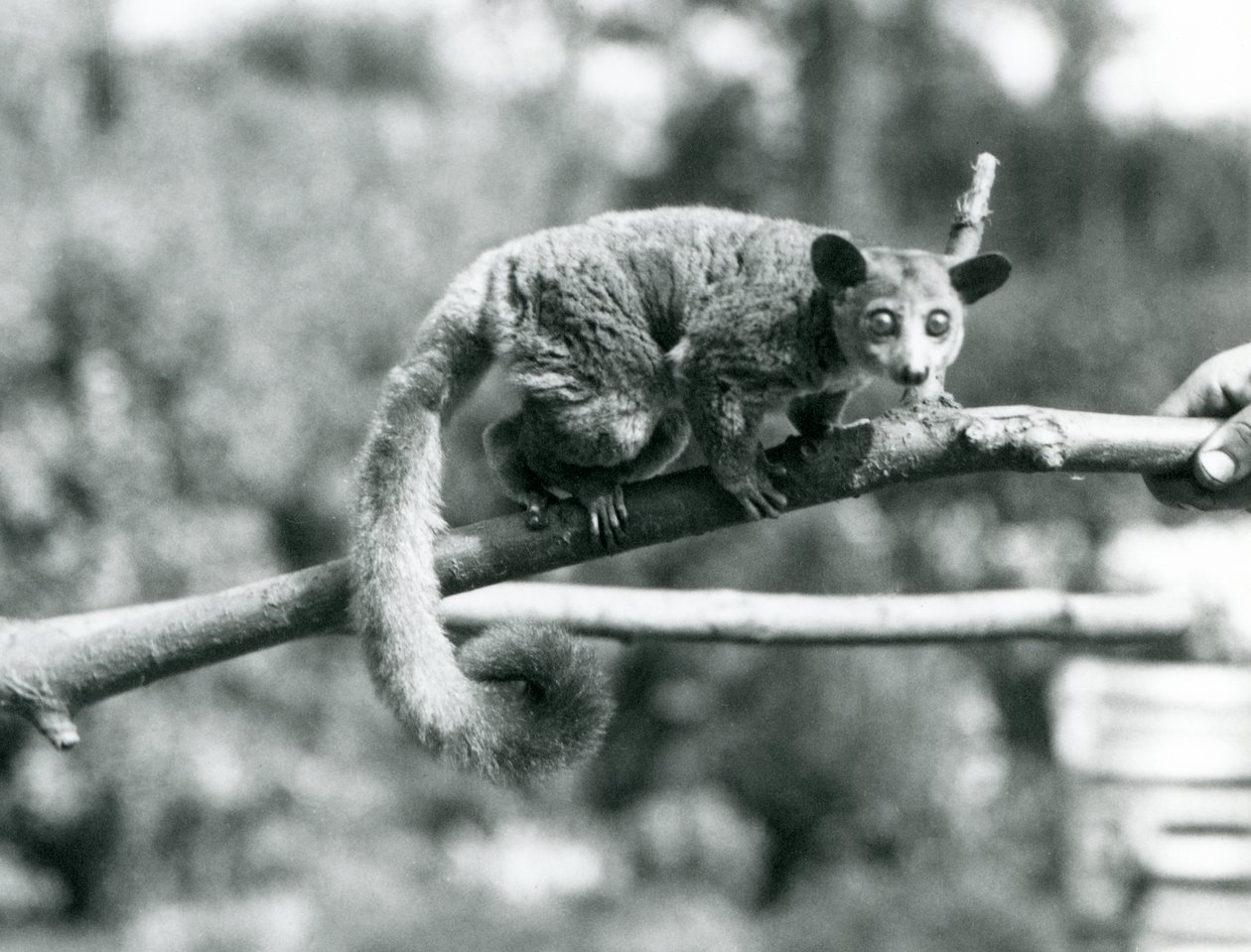 Un Galago marchant le long d