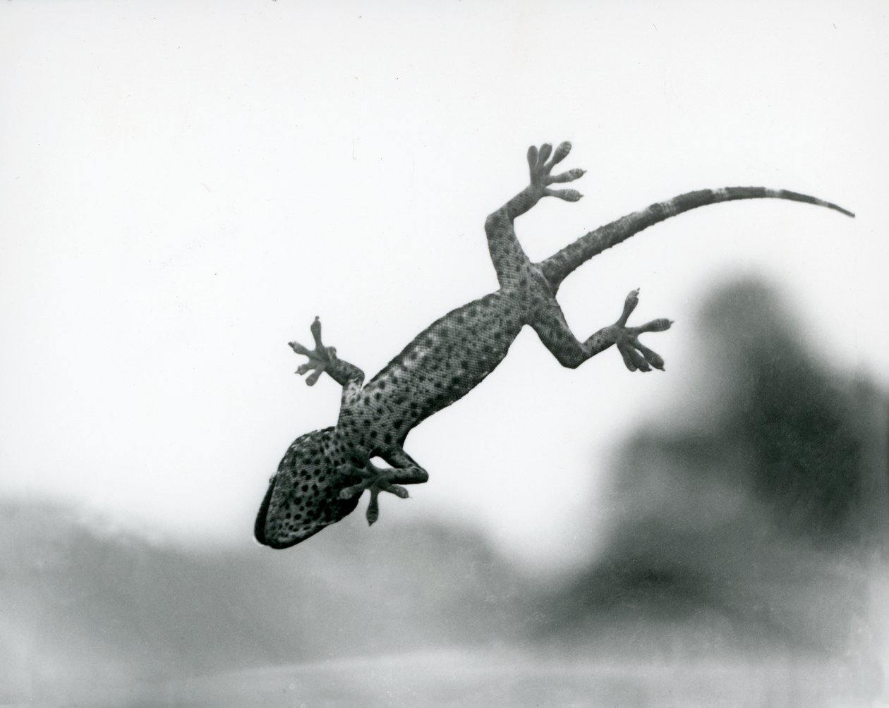 Un gecko vu de dessous alors qu