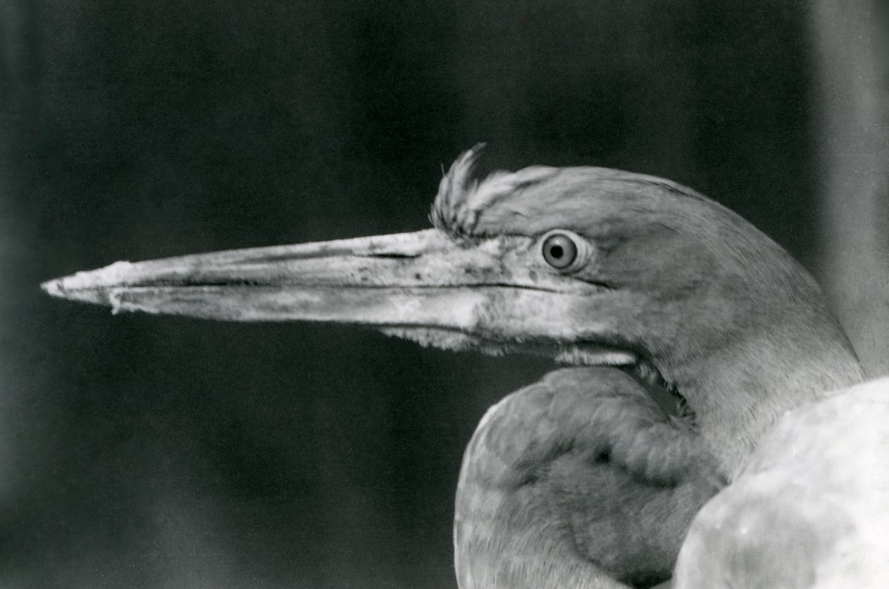 Un Héron Goliath au Zoo de Londres en 1924 - Frederick William Bond