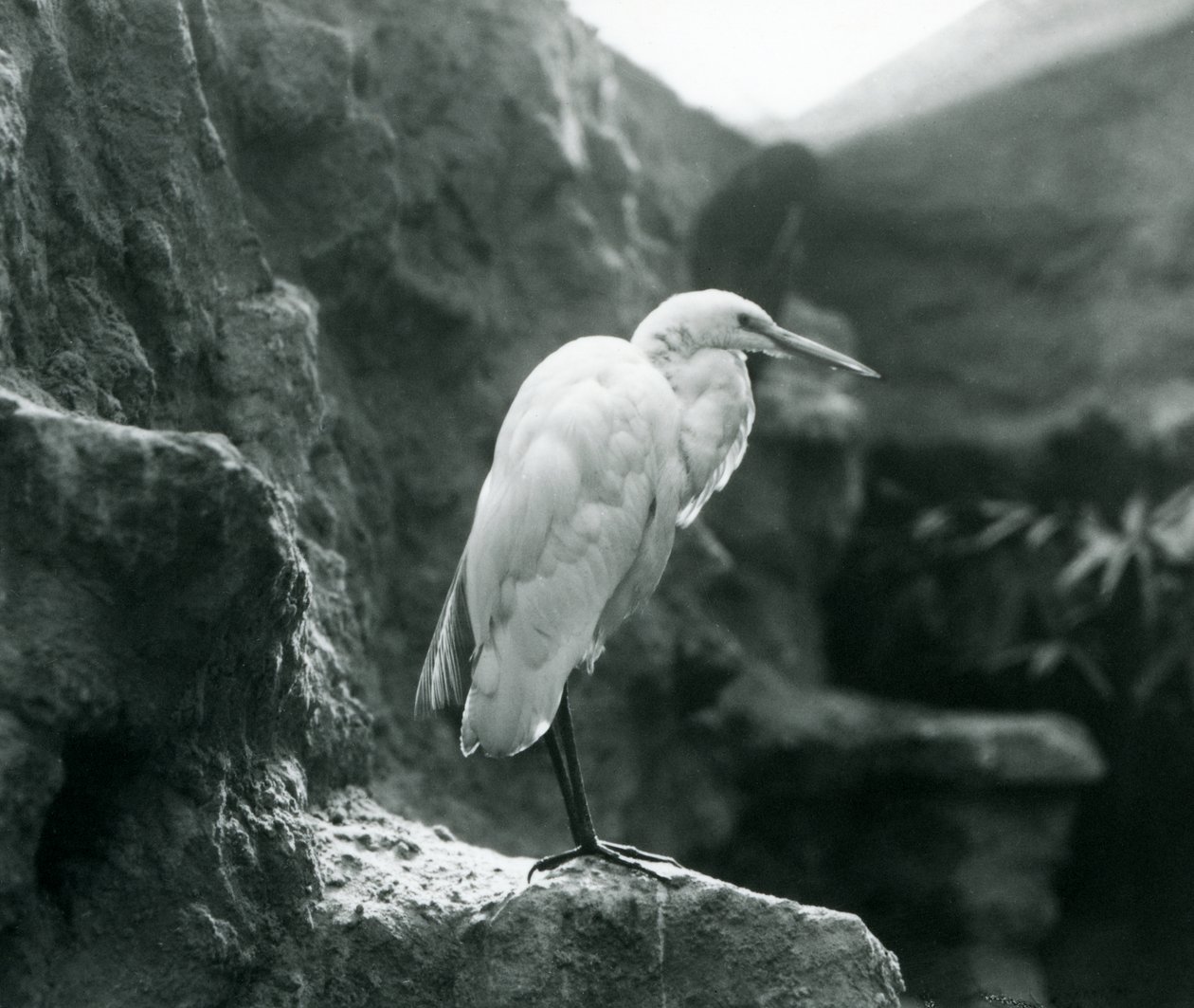 Un grand héron blanc debout sur un rocher au zoo de Londres en septembre 1927 - Frederick William Bond