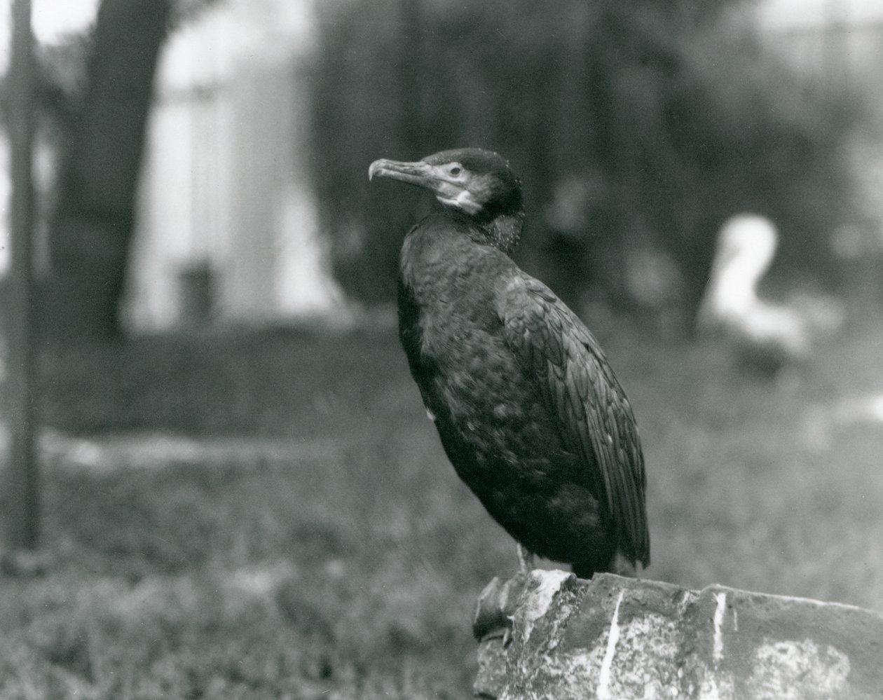Un grand cormoran au zoo de Londres en septembre 1927 - Frederick William Bond