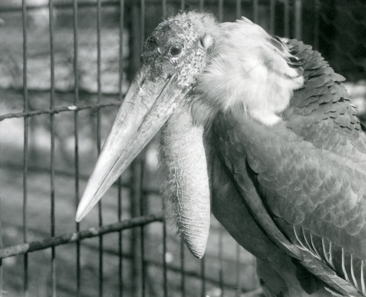 Un grand marabout au zoo de Londres en juillet 1925 - Frederick William Bond