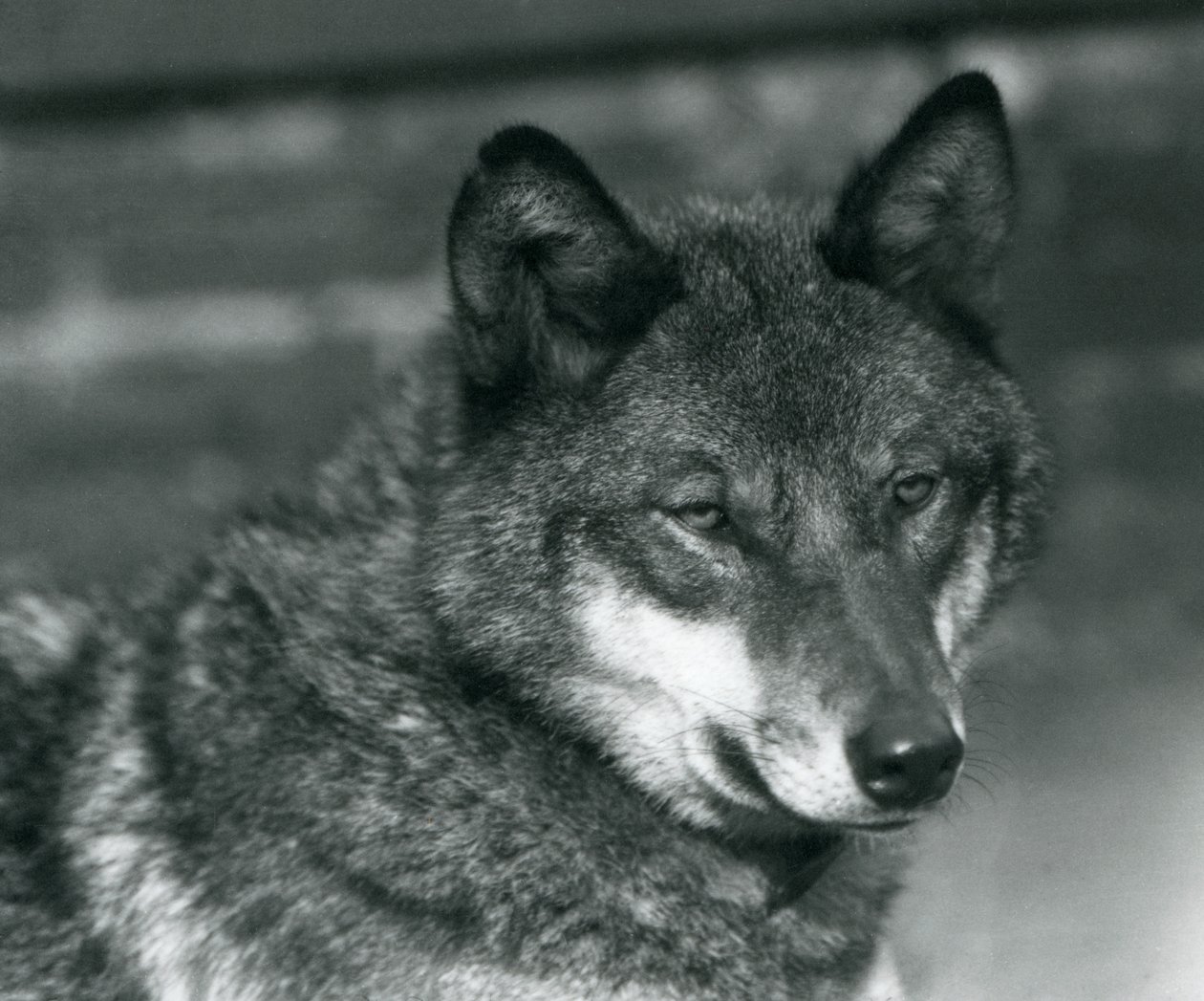 Un loup gris au zoo de Londres, 1925 - Frederick William Bond
