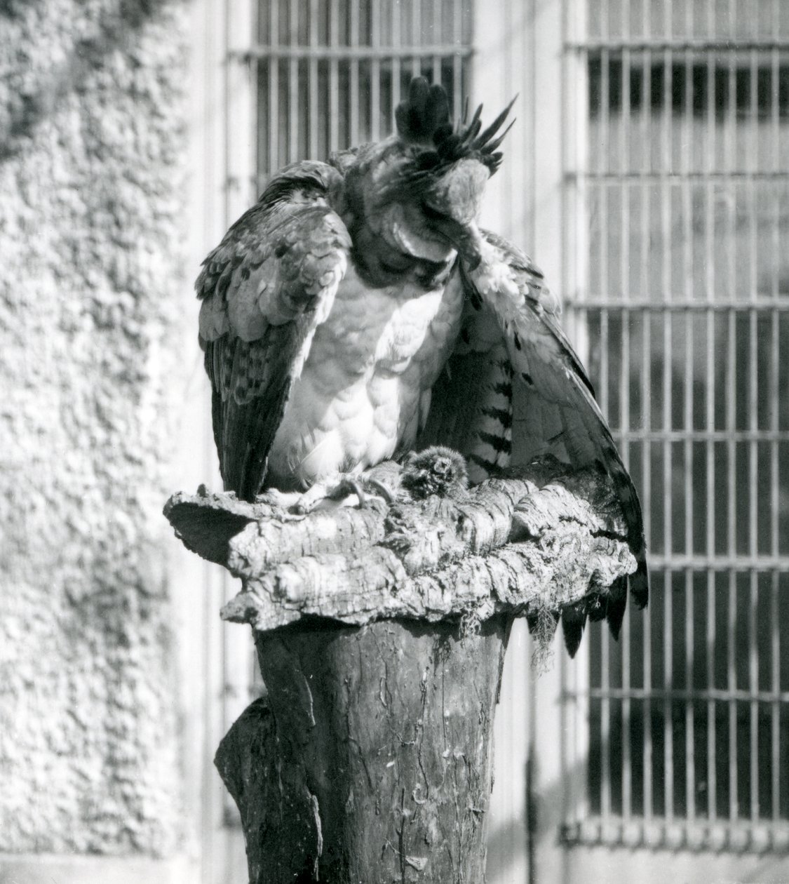 Un aigle harpie au zoo de Londres, avril 1914 - Frederick William Bond