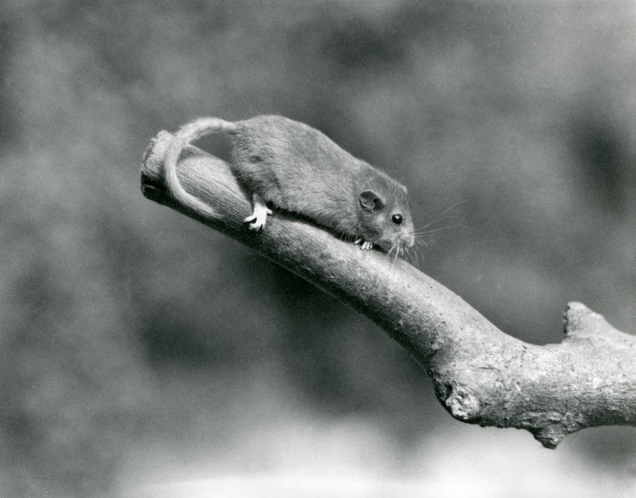 Un muscardin sur une branche, Zoo de Londres - Frederick William Bond