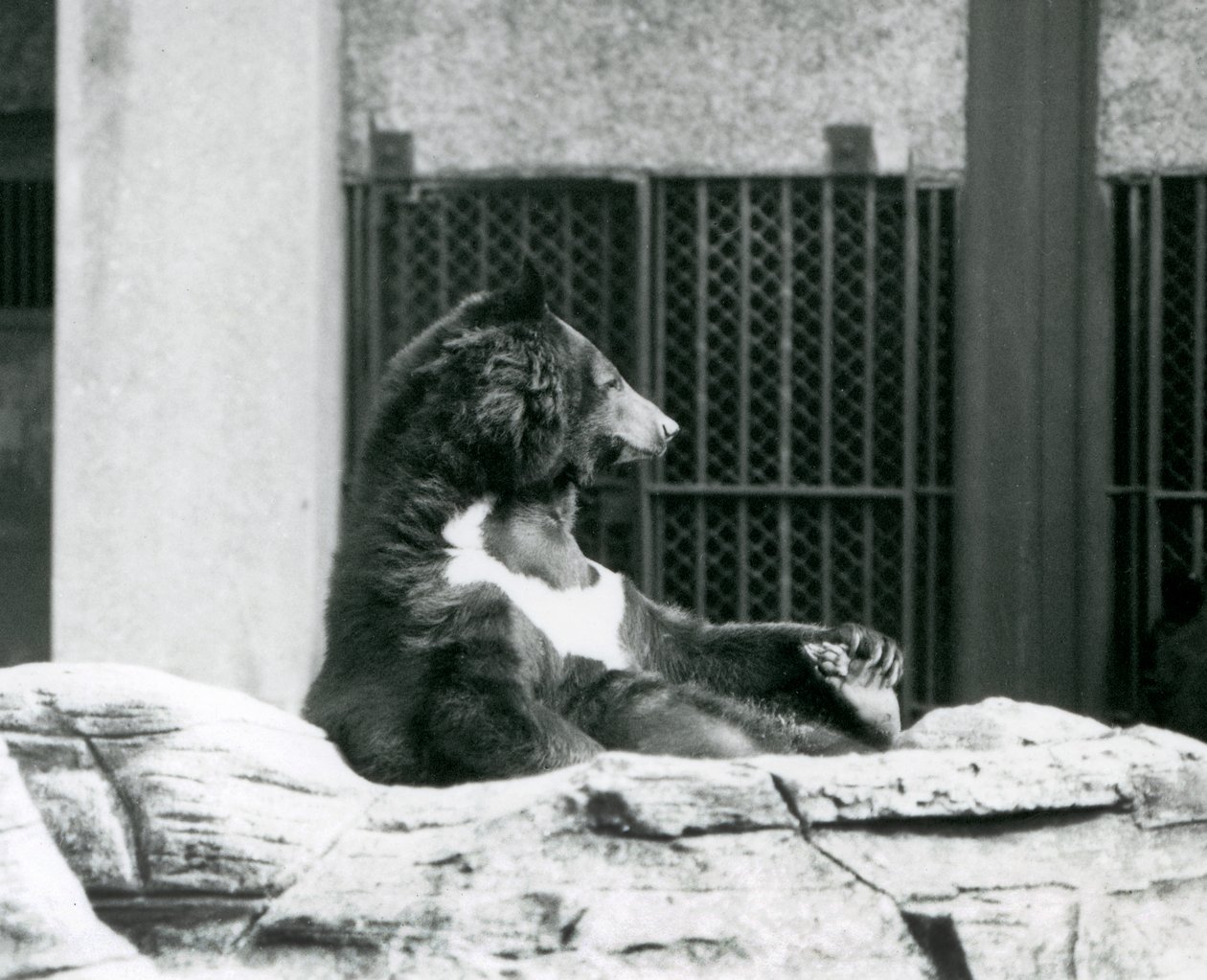 Un ours noir de l