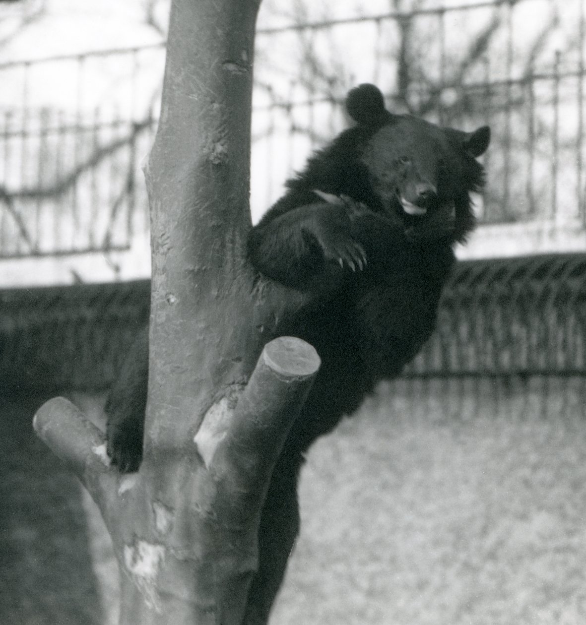 Un ours brun de l