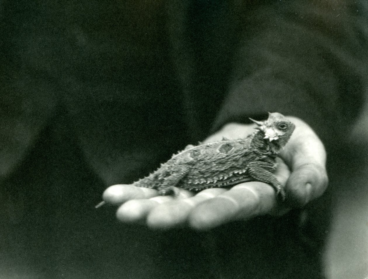 Un lézard cornu repose dans la main de son gardien, zoo de Londres, avril 1923 - Frederick William Bond
