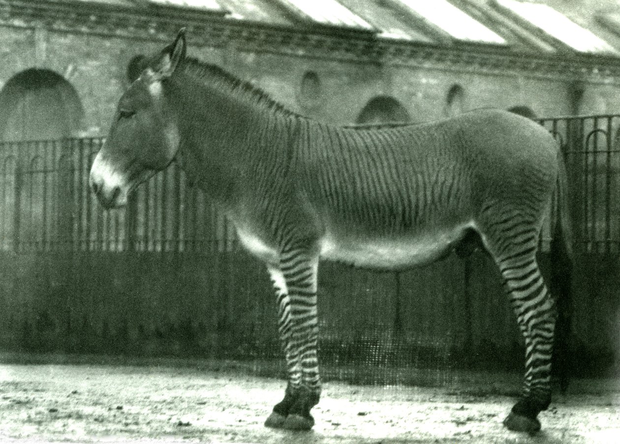 Un zèbre hybride dans son enclos au zoo de Londres, 1924 (photo nb) - Frederick William Bond