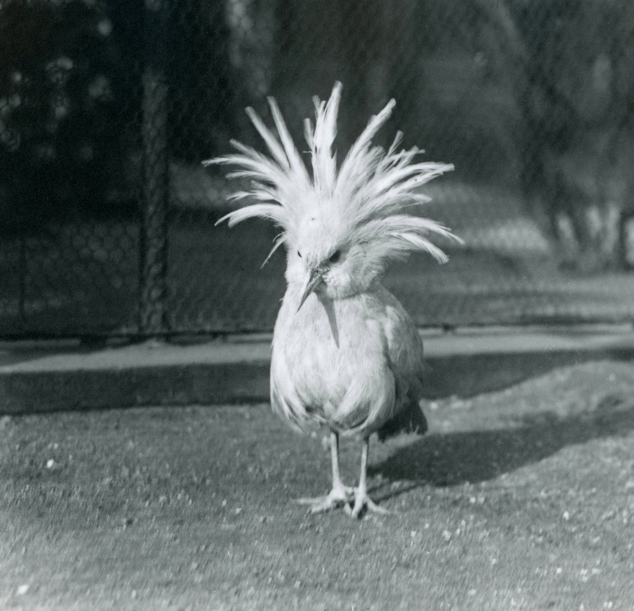 Un Kagu ou Cagu déployant ses plumes de crête au zoo de Londres, juin 1921 - Frederick William Bond