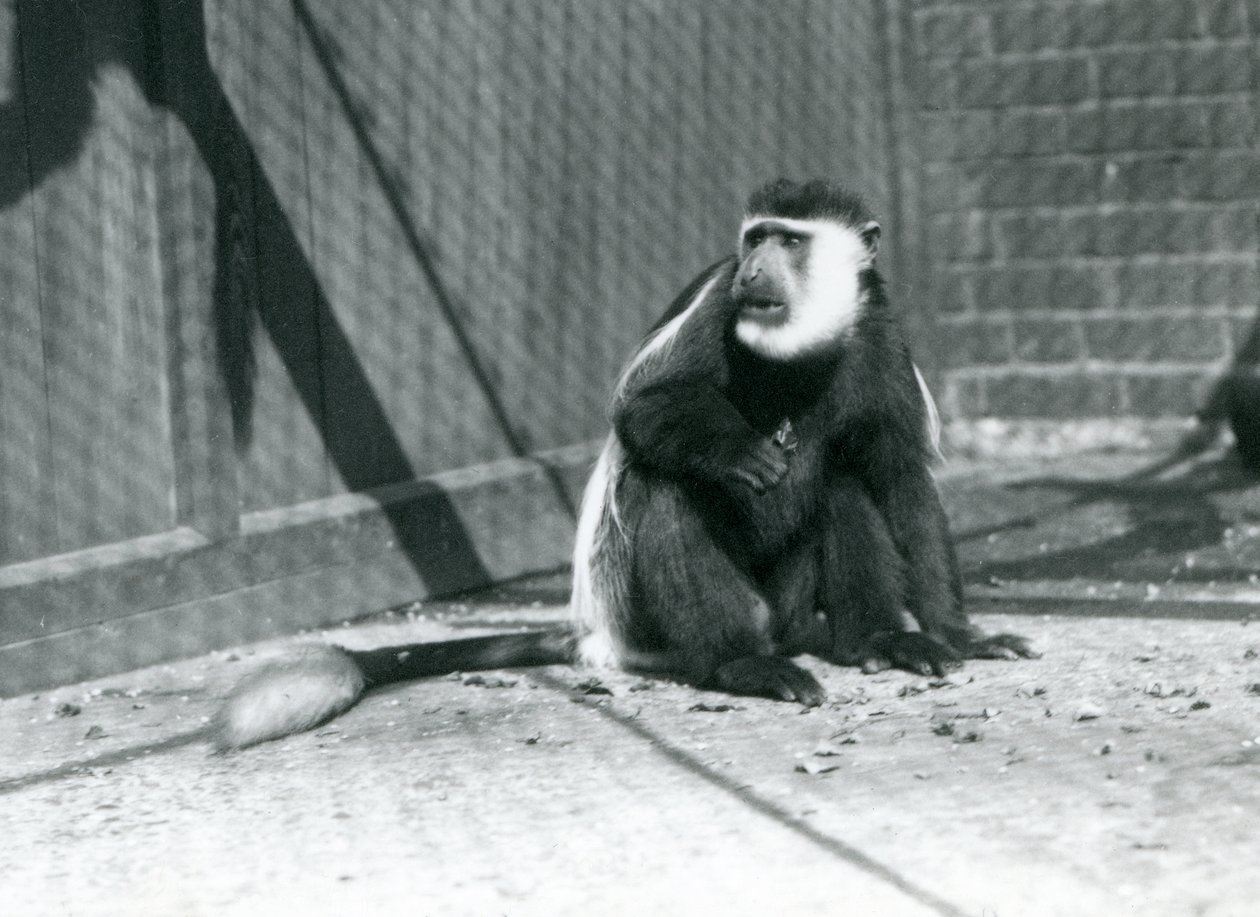 Un singe colobe noir et blanc Kikuyu assis dans son enclos au Zoo de Londres en juillet 1925 - Frederick William Bond