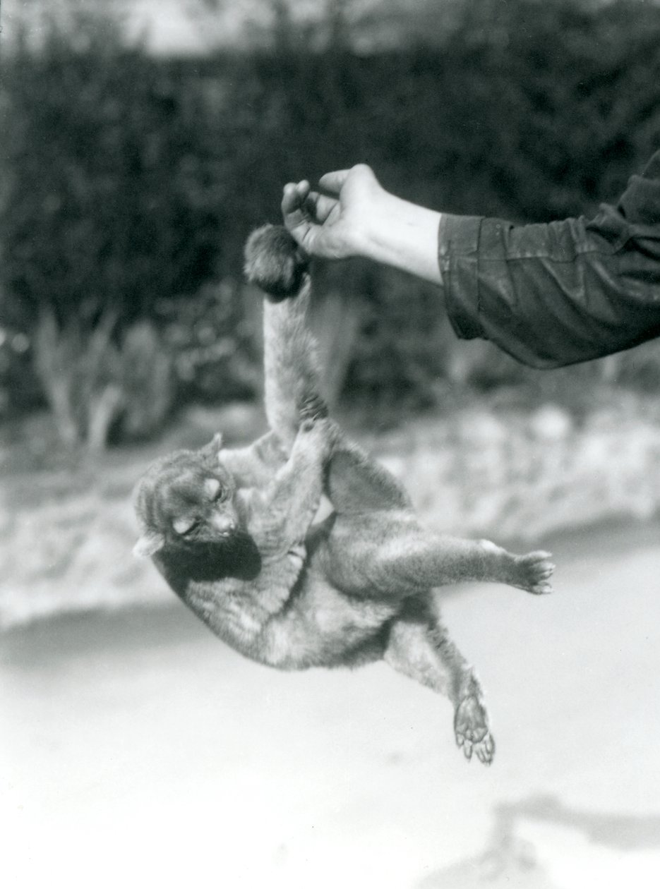 Un kinkajou suspendu au doigt d