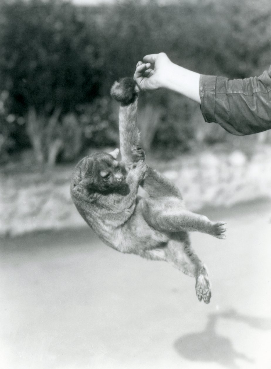 Un kinkajou suspendu au doigt d