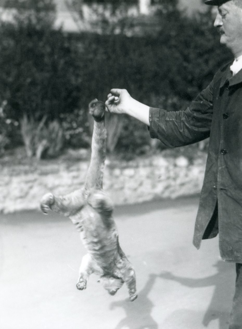 Un kinkajou suspendu à l