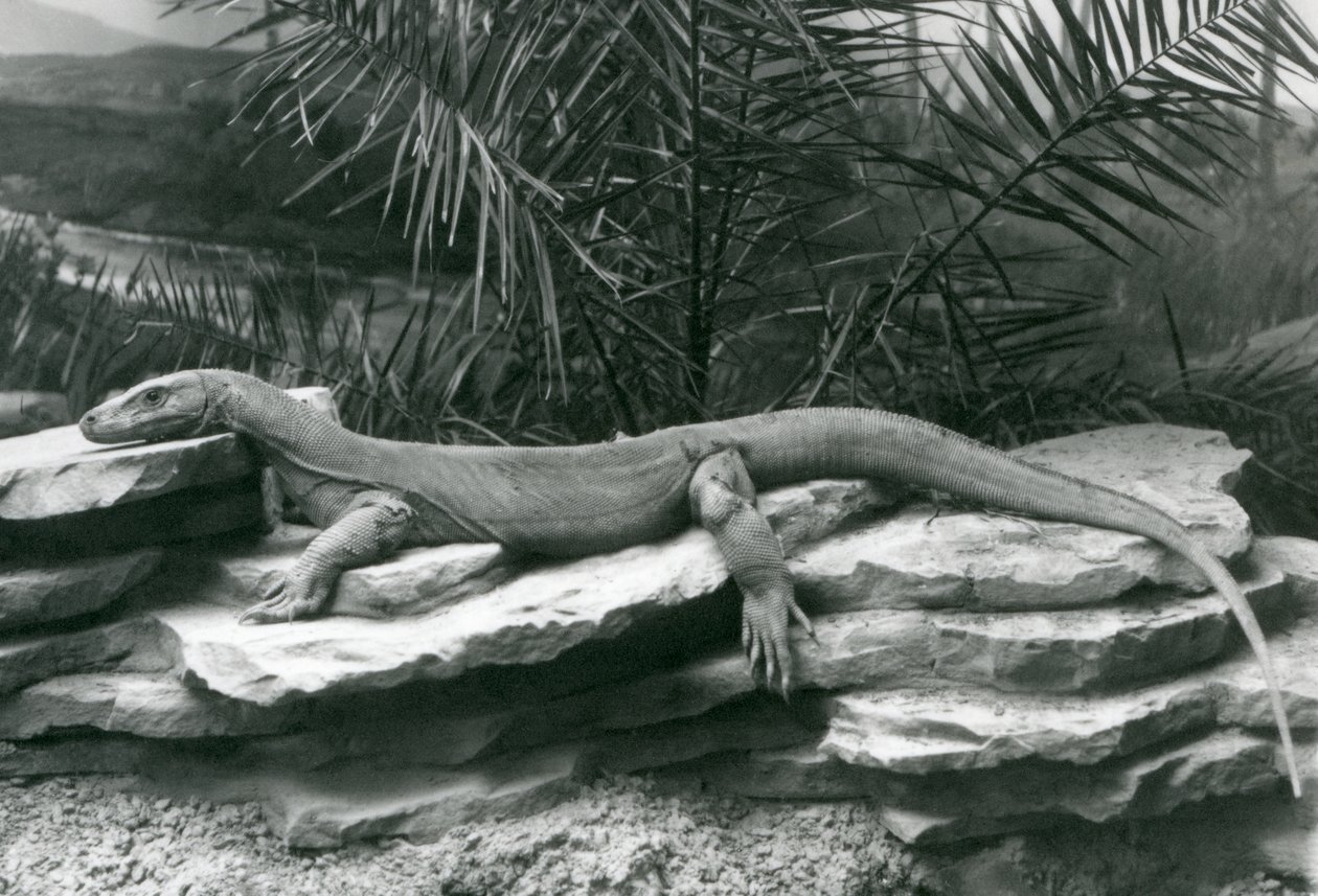Un dragon de Komodo reposant sur un mur rocheux au Zoo de Londres en 1927 - Frederick William Bond