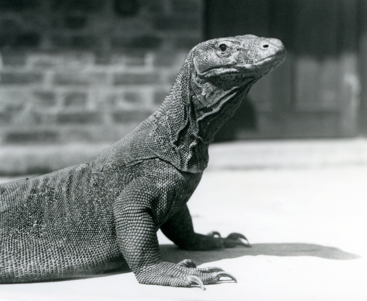 Un dragon de Komodo au zoo de Londres en août 1928 - Frederick William Bond