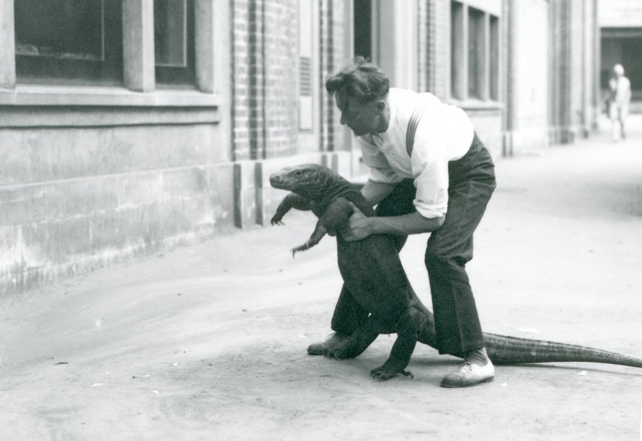 Un dragon de Komodo tenu sur ses pattes arrière par un gardien au zoo de Londres en août 1928 - Frederick William Bond