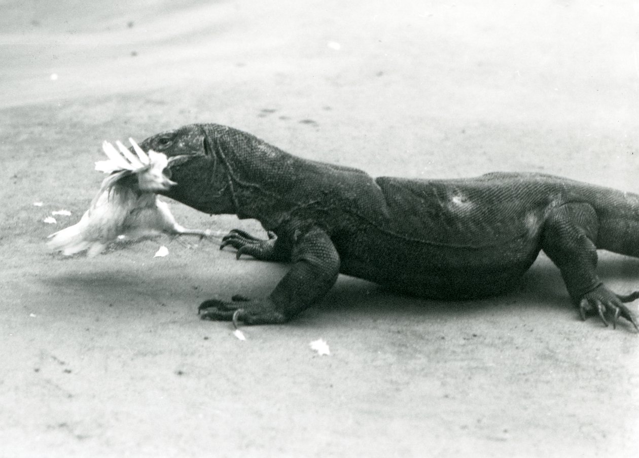 Un dragon de Komodo mangeant un poulet, Zoo de Londres - Frederick William Bond