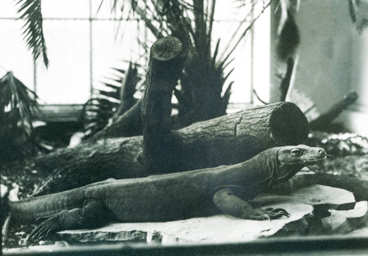 Un dragon de Komodo dans la maison des reptiles au Zoo de Londres en août 1928 - Frederick William Bond