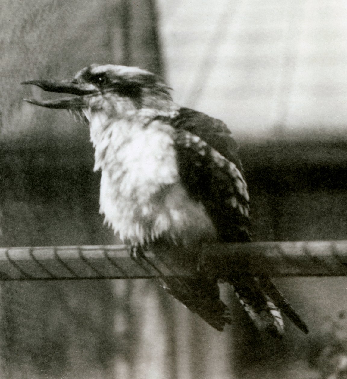 Un kookaburra rieur au Zoo de Londres en octobre 1924 - Frederick William Bond