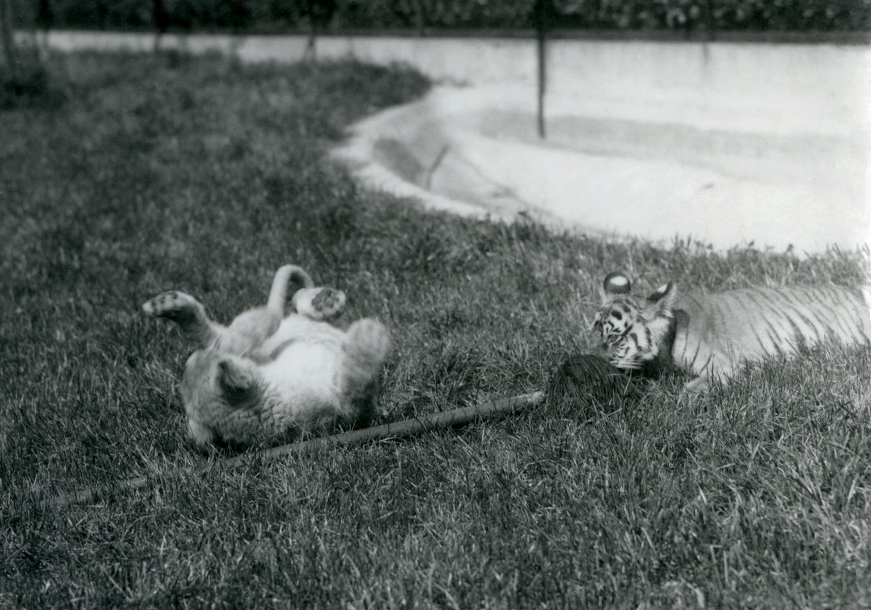 Un lionceau et un tigreau jouant avec une serpillière, sur l