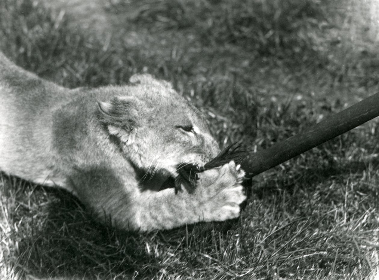 Un lionceau jouant avec une serpillière, tenue par son gardien, sur l