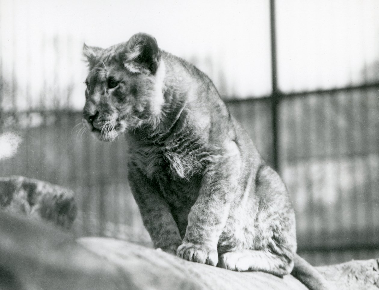 Un lionceau, né dans la ménagerie en juillet 1923, Zoo de Londres, juillet 1924 - Frederick William Bond