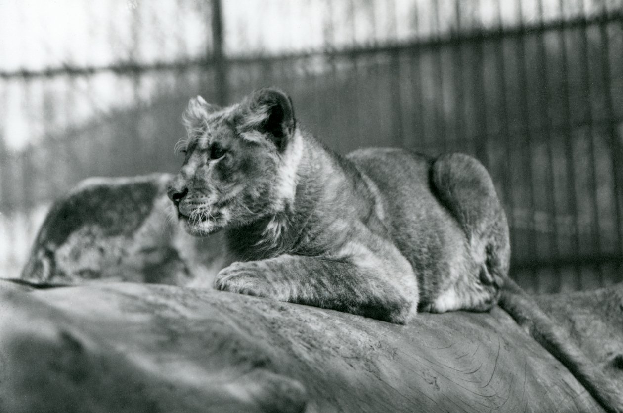Un lionceau, né dans la ménagerie en juillet 1923, Zoo de Londres, juillet 1924 - Frederick William Bond