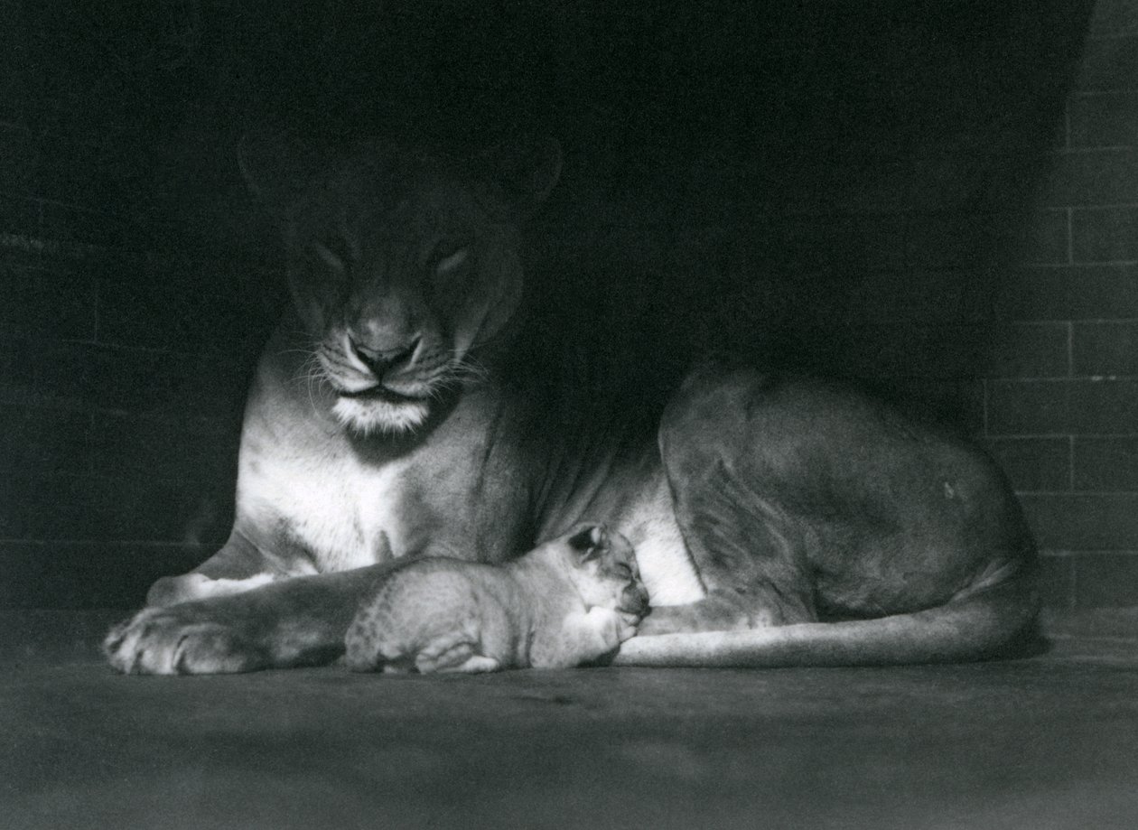 Une lionne et son lionceau allongés à l