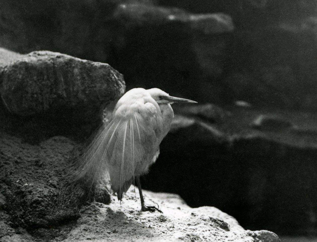 Un Aigrette Garzette reposant parmi les rochers au Zoo de Londres en 1930 (photo n/b) - Frederick William Bond