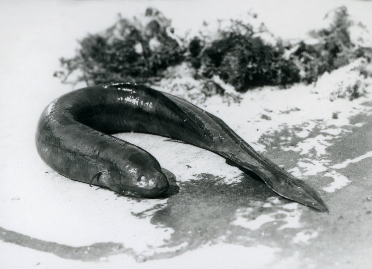 Un Poisson-poumon reposant hors de l