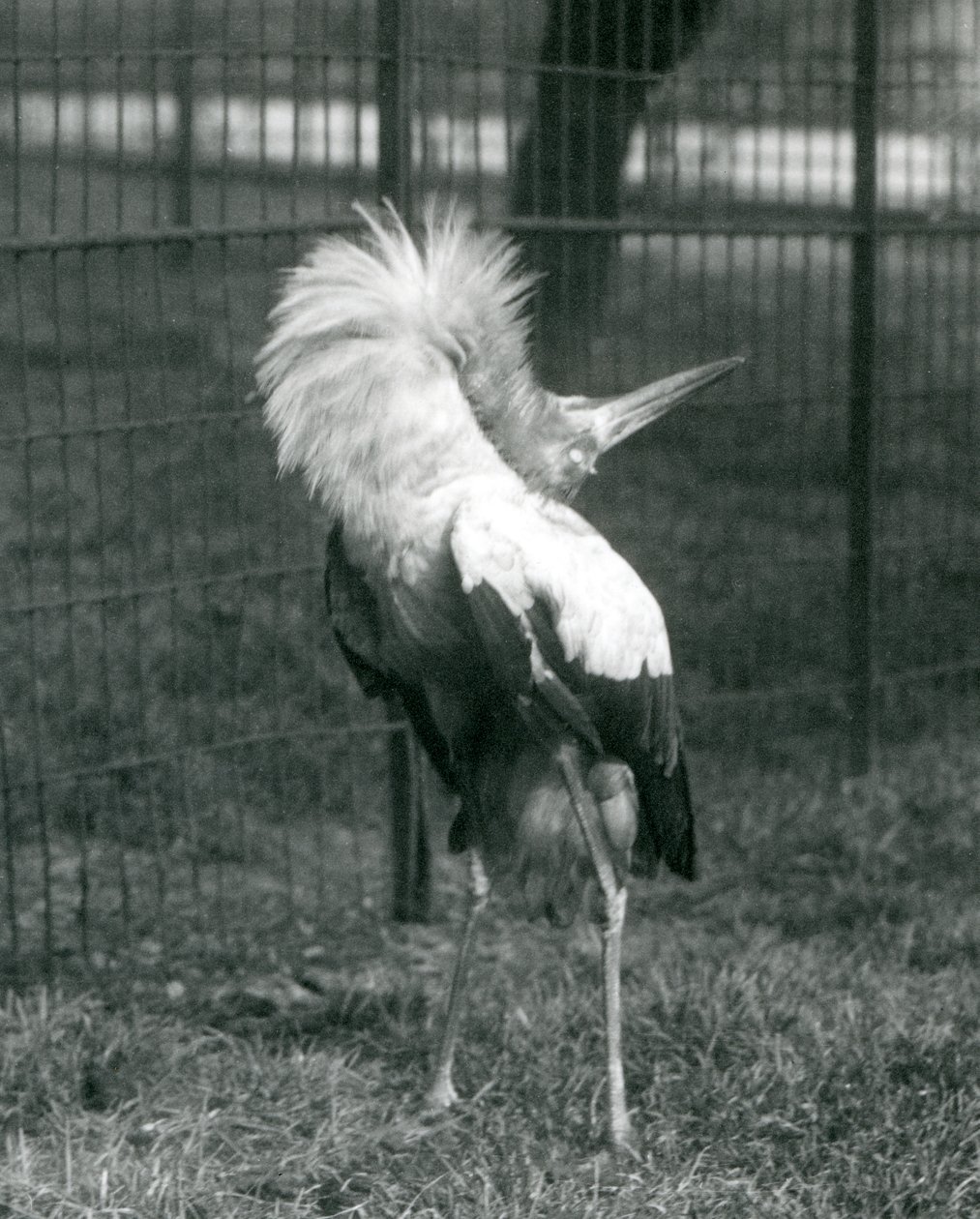 Une cigogne maguari exécutant la danse haut-bas, Zoo de Londres, juillet 1925 - Frederick William Bond