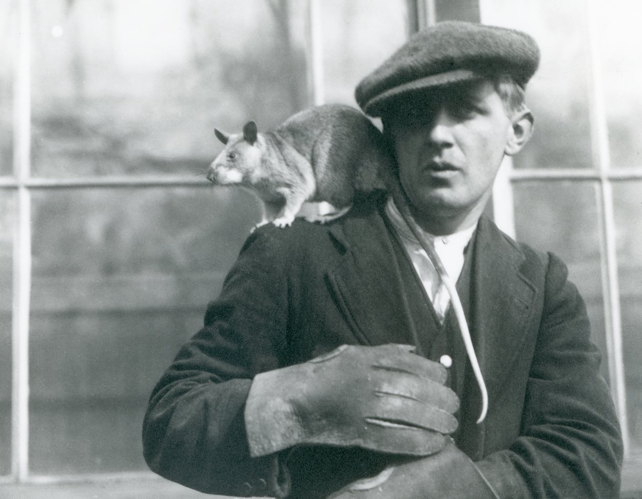 Un rat géant malgache est assis sur l