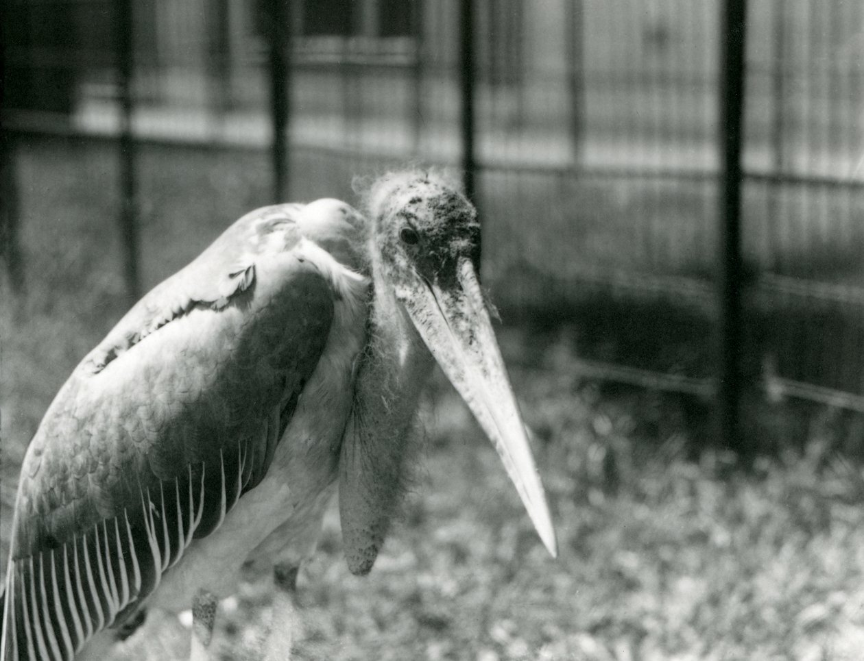 Un marabout debout dans son enclos au Zoo de Londres en septembre 1928 - Frederick William Bond
