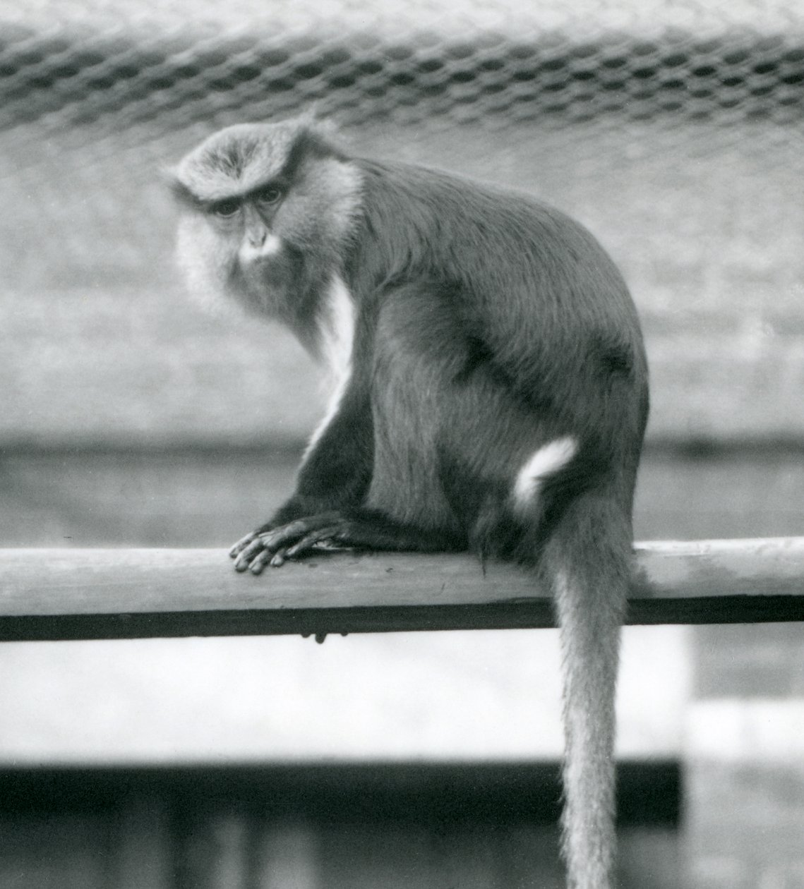 Un singe Mona assis sur une barre horizontale dans son enclos au Zoo de Londres en septembre 1925 - Frederick William Bond
