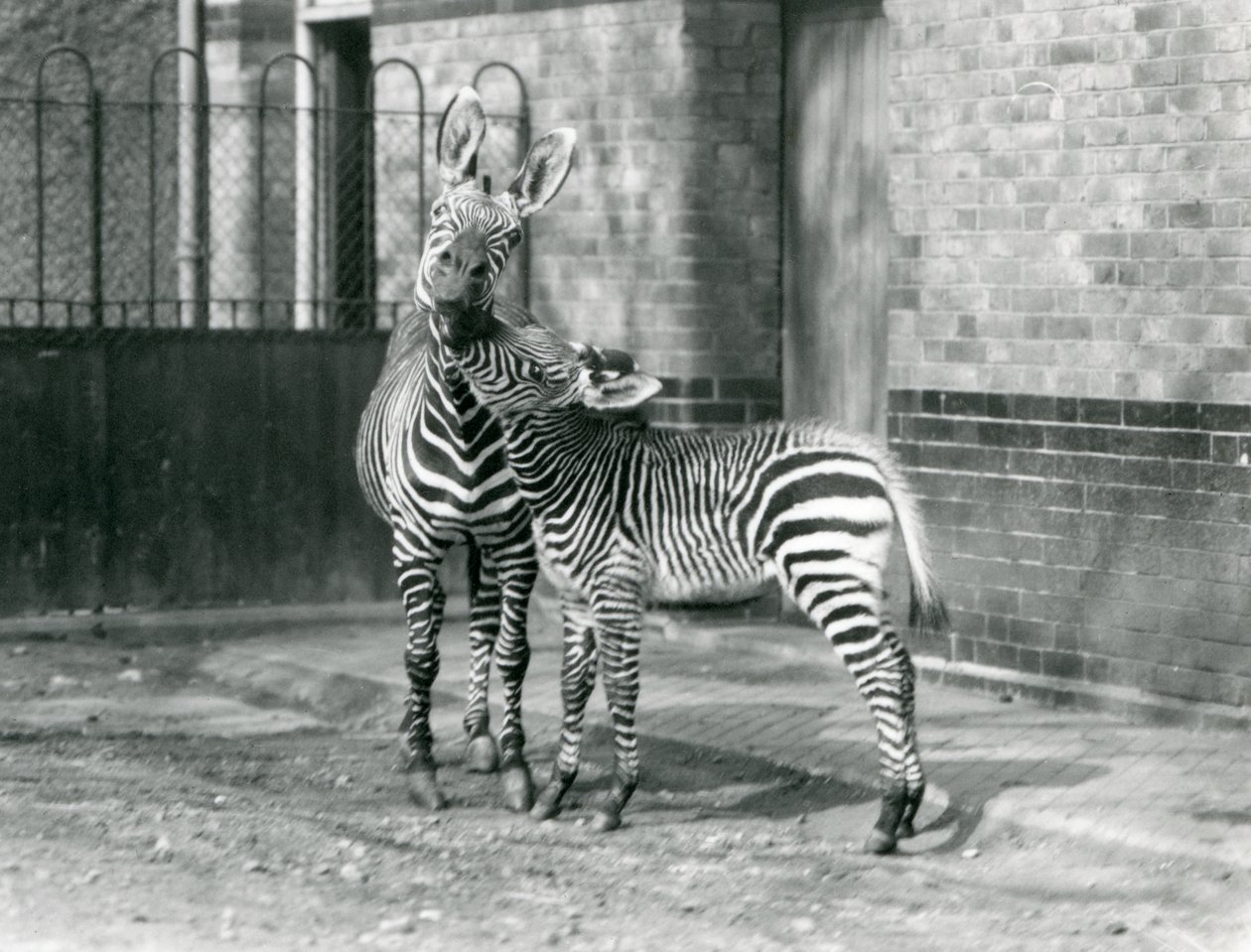 Une zèbre de montagne et son poulain au Zoo de Londres en 1929 (photo n/b) - Frederick William Bond
