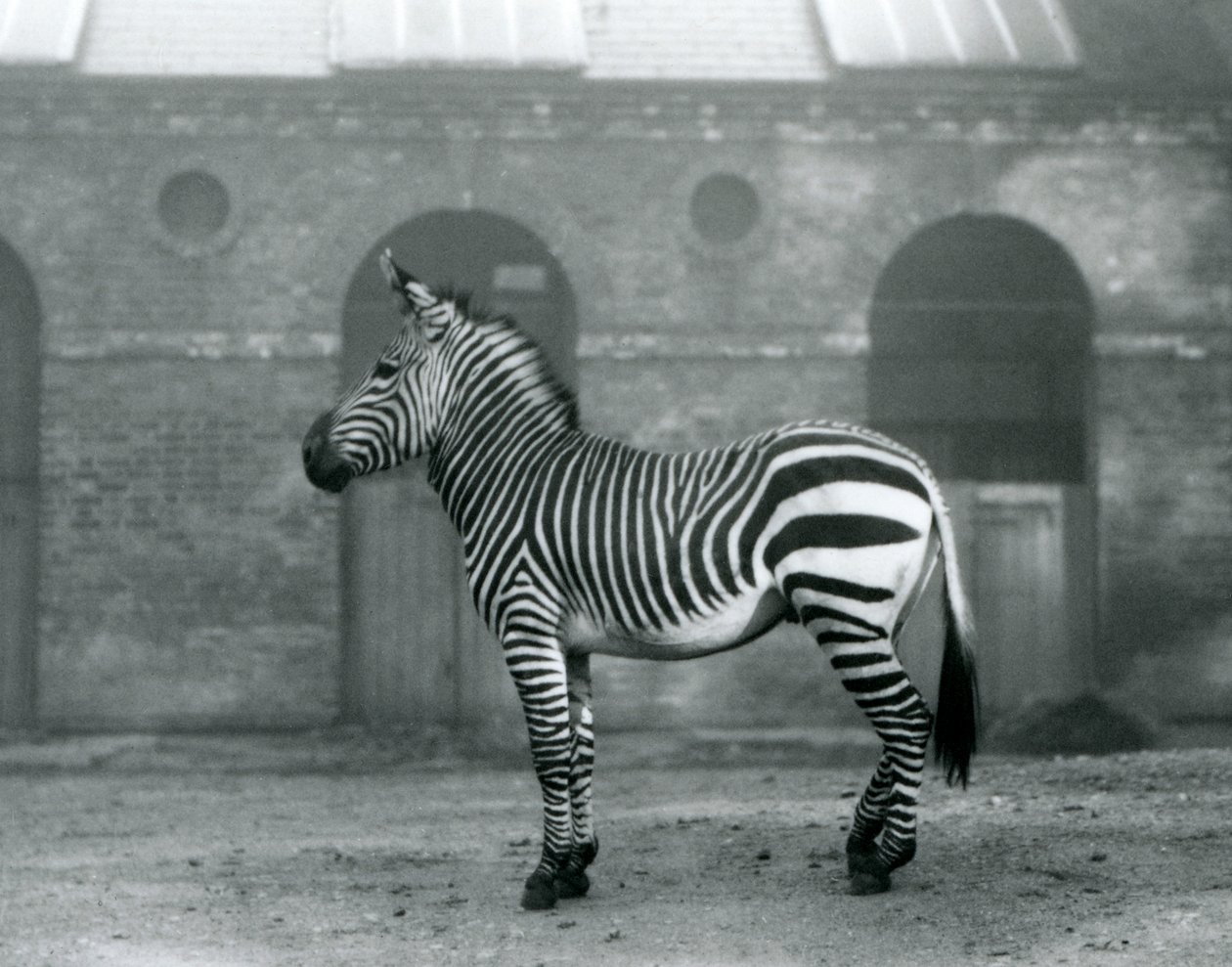 Un zèbre de montagne debout, dans son enclos, devant les grandes portes de la maison des girafes au zoo de Londres en 1927 - Frederick William Bond